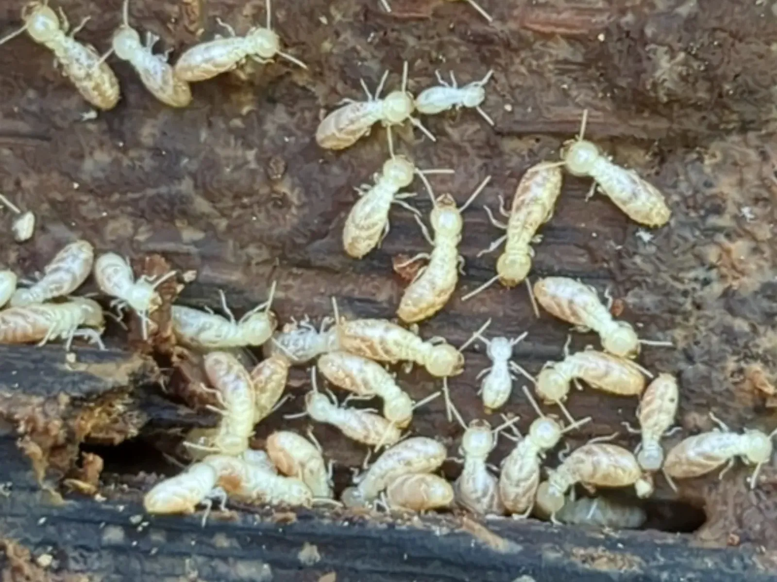 Eastern subterranean termite workers on a damp wood board, the kind of damage found on sill plates in old Nokesville farmhouses