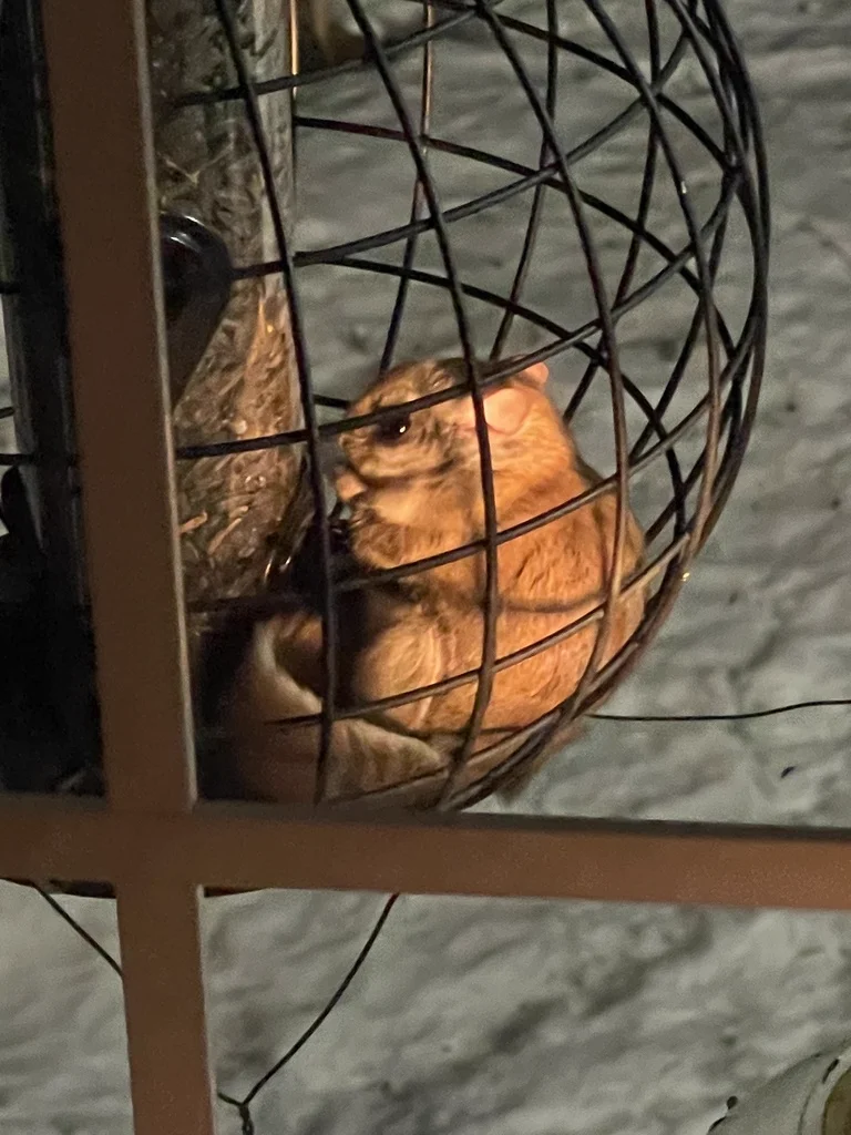 Northern flying squirrel visiting window feeder at night