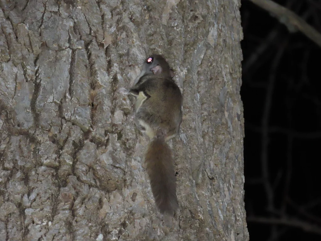 Northern flying squirrel climbing tree trunk at night showing typical nocturnal behavior