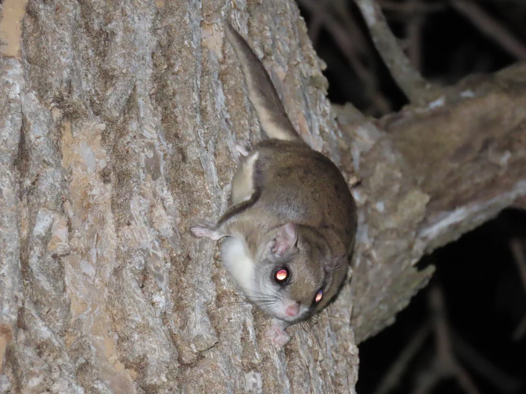 Northern flying squirrel clinging to tree bark at night showing large eyes