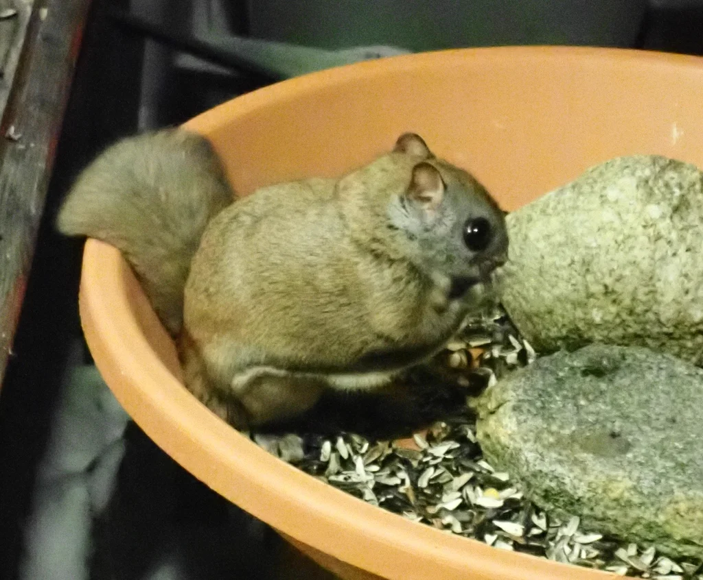 Northern flying squirrel in feeding dish displaying characteristic facial features