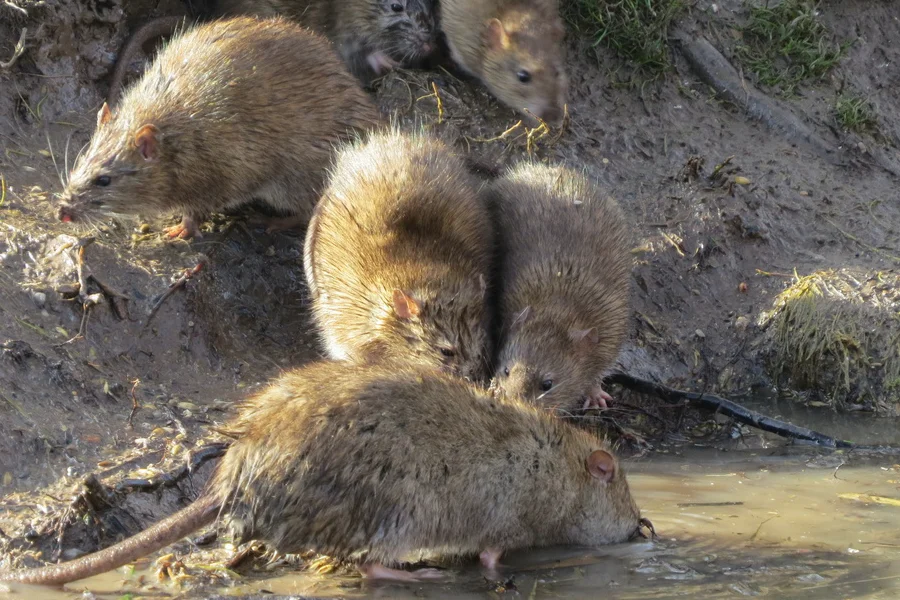 Norway rat on the ground beside a foundation showing its heavy body and short tail