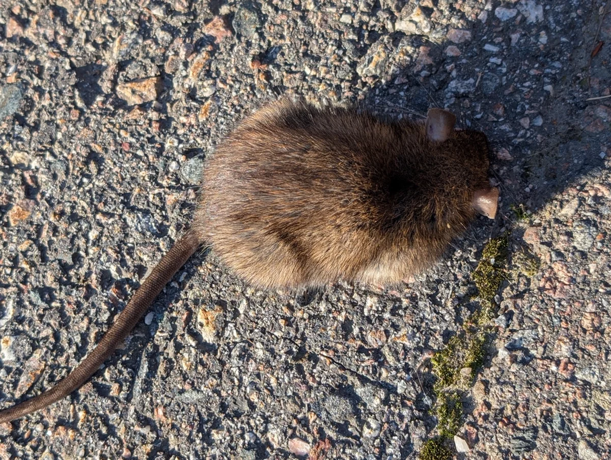 Norway rat top-down view showing characteristic brown fur and body shape