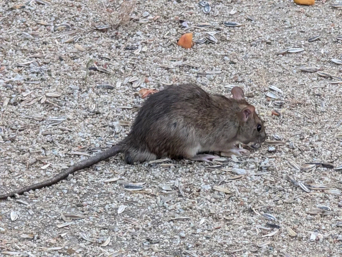 Norway rat side profile on gravel showing full body and tail length