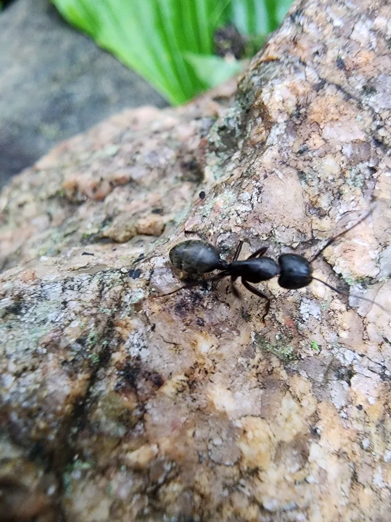 Eastern black carpenter ant crossing a landscape stone in a Northern Virginia yard