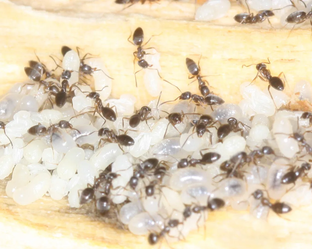 Odorous house ant workers tending white brood inside a nest, the small dark ant behind most Northern Virginia kitchen trails