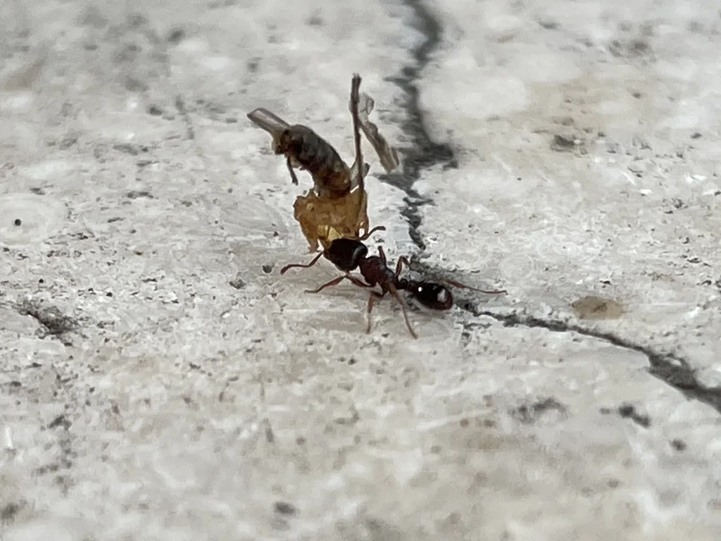 Pavement ants working a crack in a concrete walk, a common sight at Northern Virginia driveways and patios