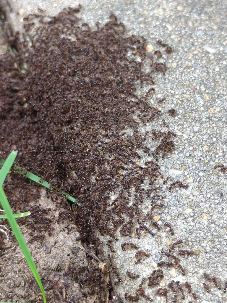 Hundreds of pavement ants massed on a concrete sidewalk in spring, a seasonal sight across Northern Virginia neighborhoods