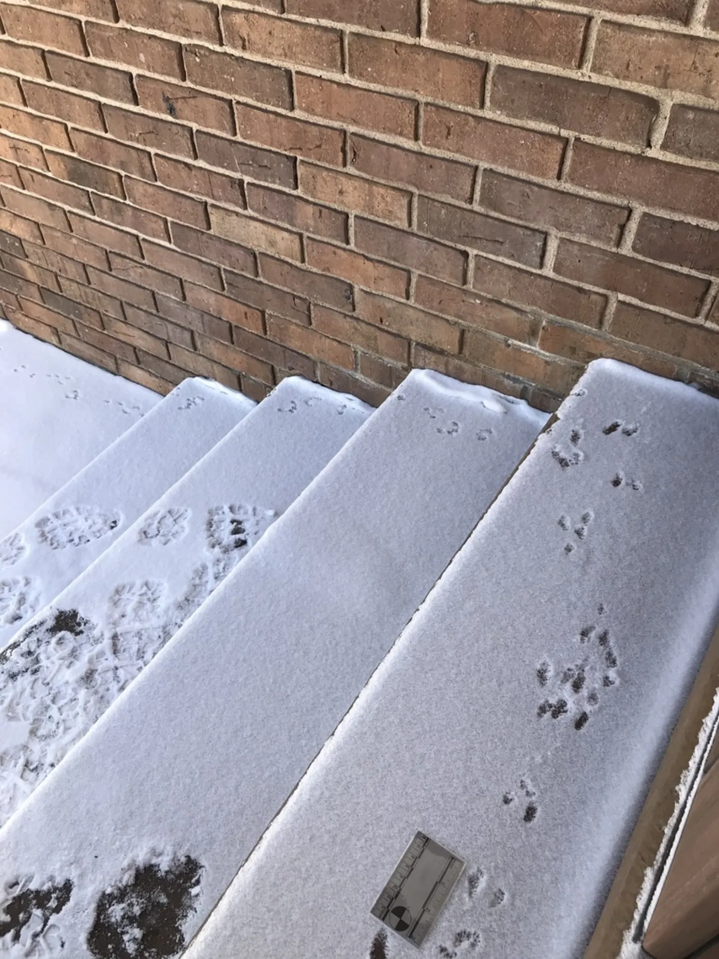 Mouse tracks in snow on the brick steps of a Northern Virginia home leading toward the foundation