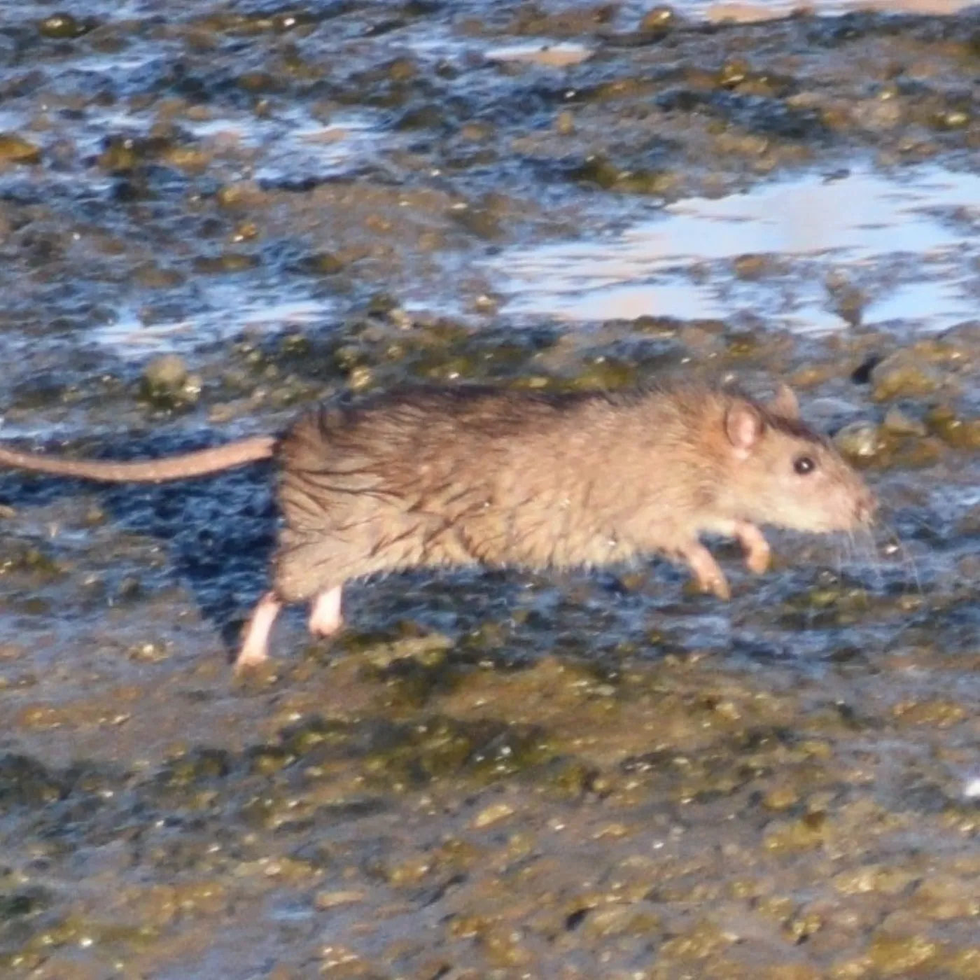 Norway rat running along a muddy creek bank, the kind of stream edge that threads through Northern Virginia neighborhoods