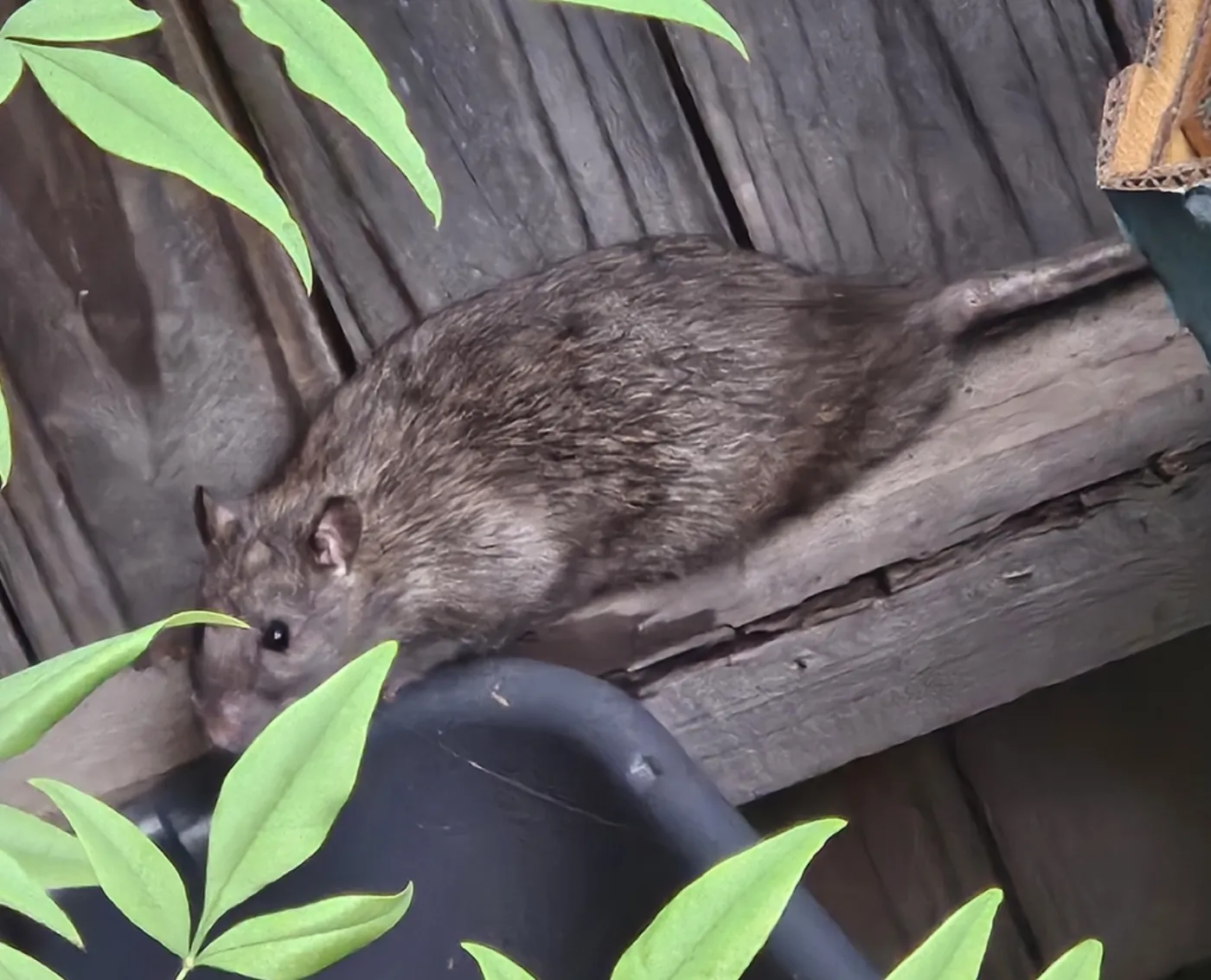 Norway rat on a wooden deck step beside a planter, a common hiding spot at Northern Virginia homes