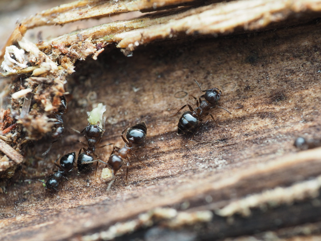 Acrobat ants nesting in decayed wood, a common ant in Oakton's mature oak trees