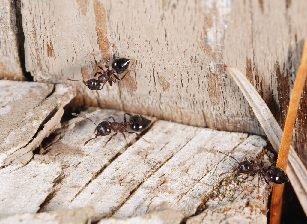 Acrobat ants on weathered painted wood trim, a common find on Oakton homes under oak trees