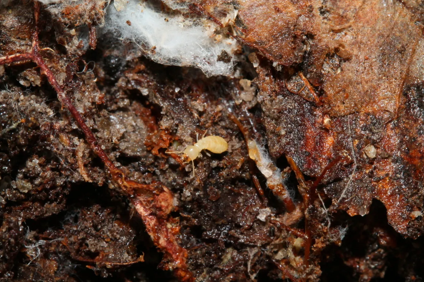 Eastern subterranean termite worker in rotting wood and soil, like a buried stump under an Oakton, Virginia lawn
