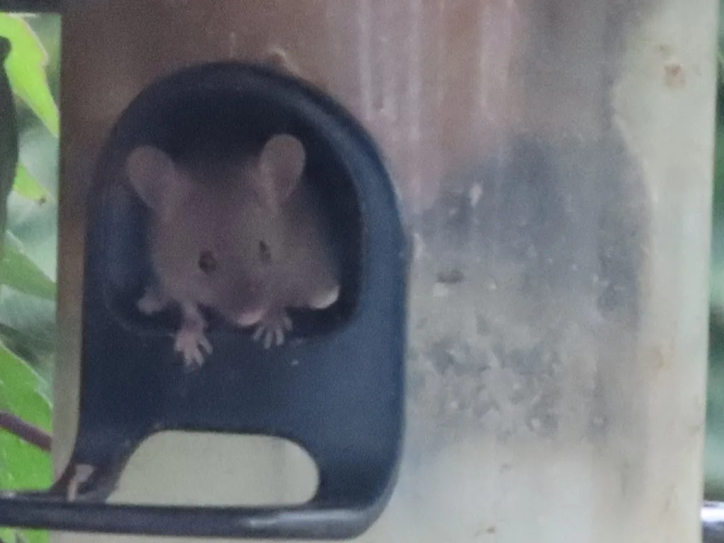 House mouse squeezing through a small opening near an Odenton Maryland home