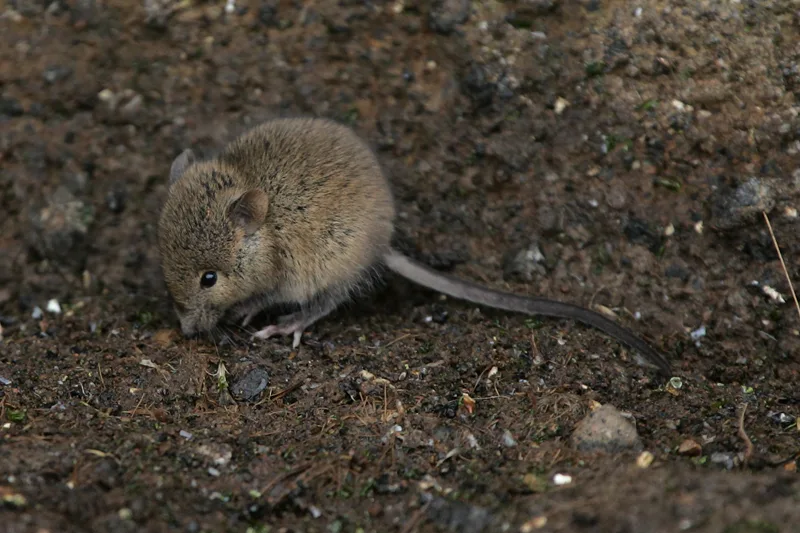 House mouse in mulch near an Odenton Maryland home backing to wooded common area