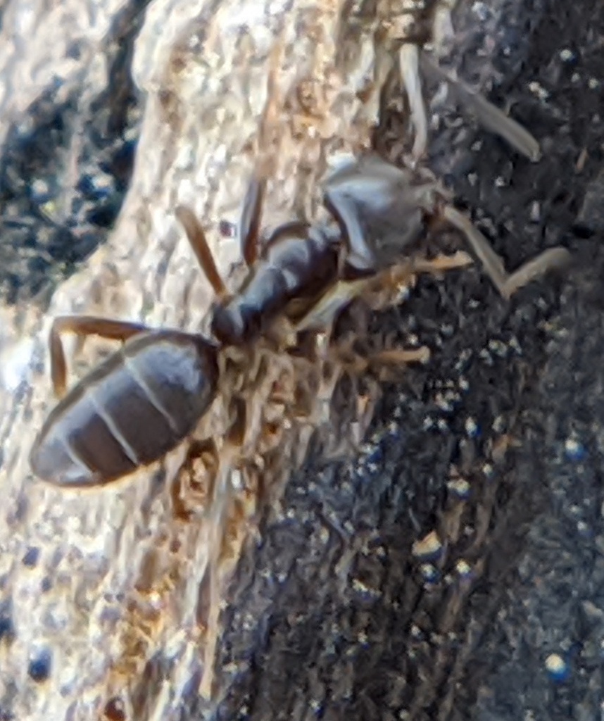 Odorous house ant on tree bark near an Arlington, Virginia home