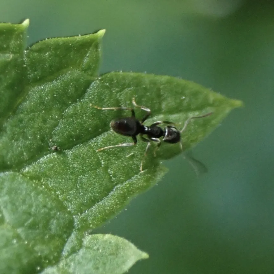 Odorous house ant on a green leaf near a Lorton Virginia property
