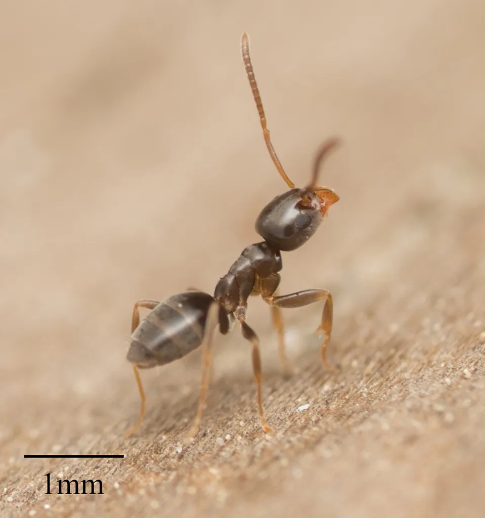 Close-up macro of an ant showing detail used for identification during Fairfax Station Virginia ant inspections