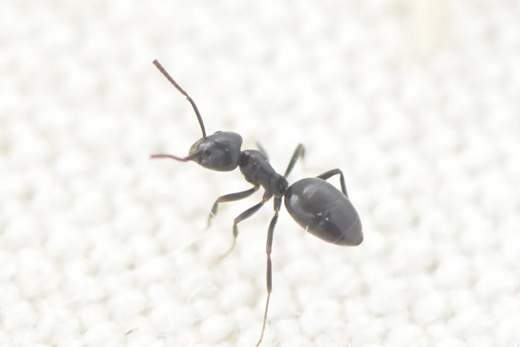 Odorous house ant close-up showing the small black ant commonly found in Gainesville kitchens