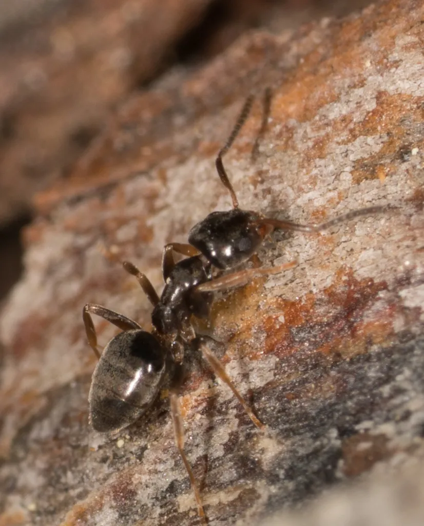 Ant on wood near a Lorton Virginia home showing typical ant activity around foundations