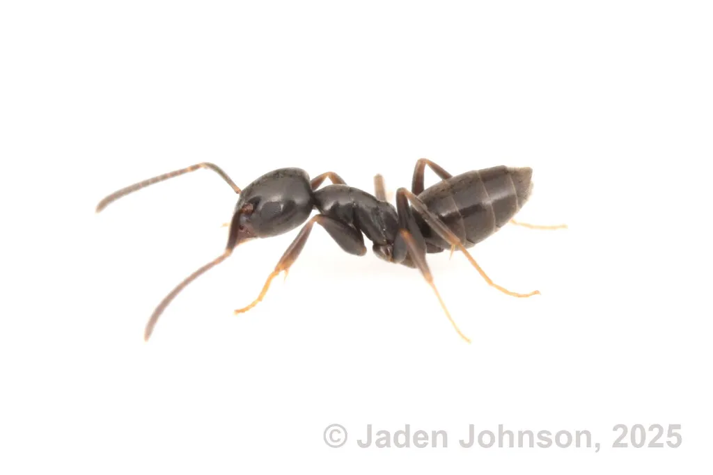 Odorous house ant found in Alexandria, VA kitchens and bathrooms