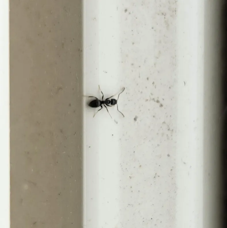 Odorous house ant found indoors in Annandale kitchens