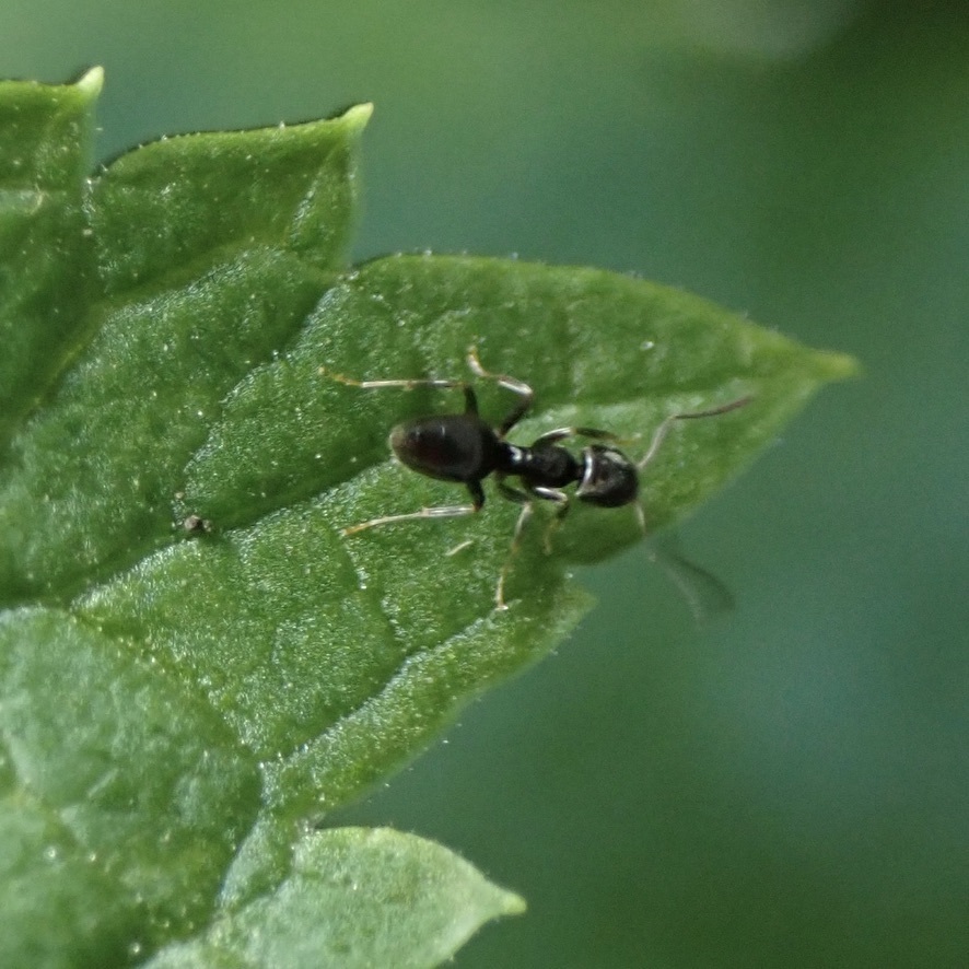 Odorous house ant on a leaf in a Clarksburg MD garden