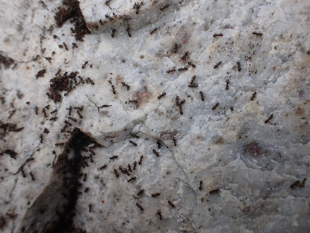 Odorous house ants trailing on stone near a Clarksburg, MD foundation