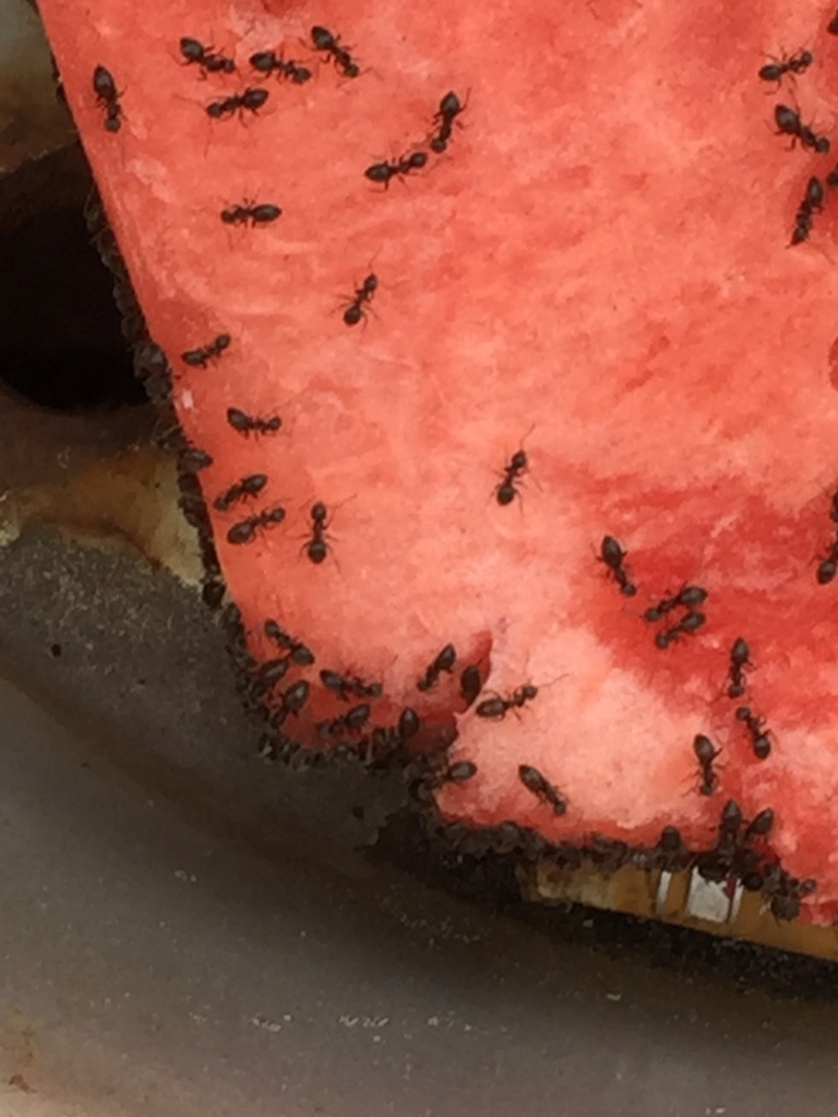 Ants swarming food source, illustrating pest pressure common in Southern Maryland kitchens