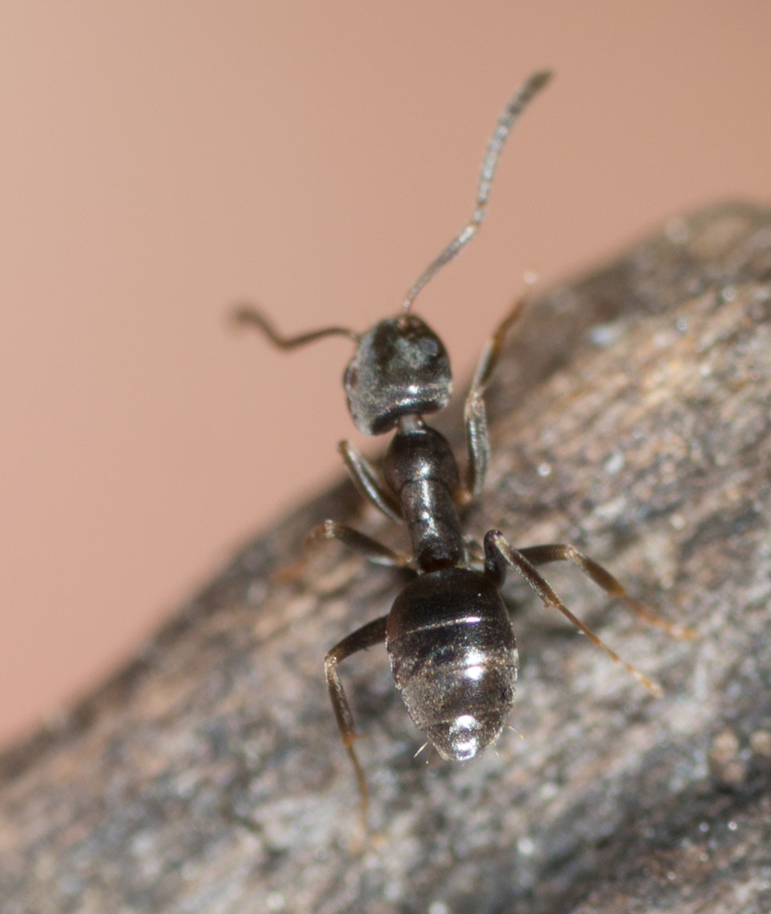 Odorous house ant crawling on wood surface at Remington Fauquier County property