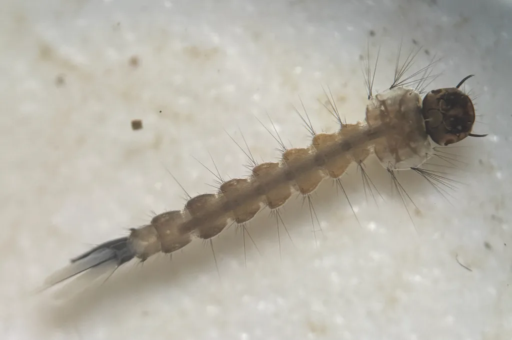 Mosquito larva of the kind found in gutters, planter saucers, and buried downspout pipes in Olney, Maryland yards