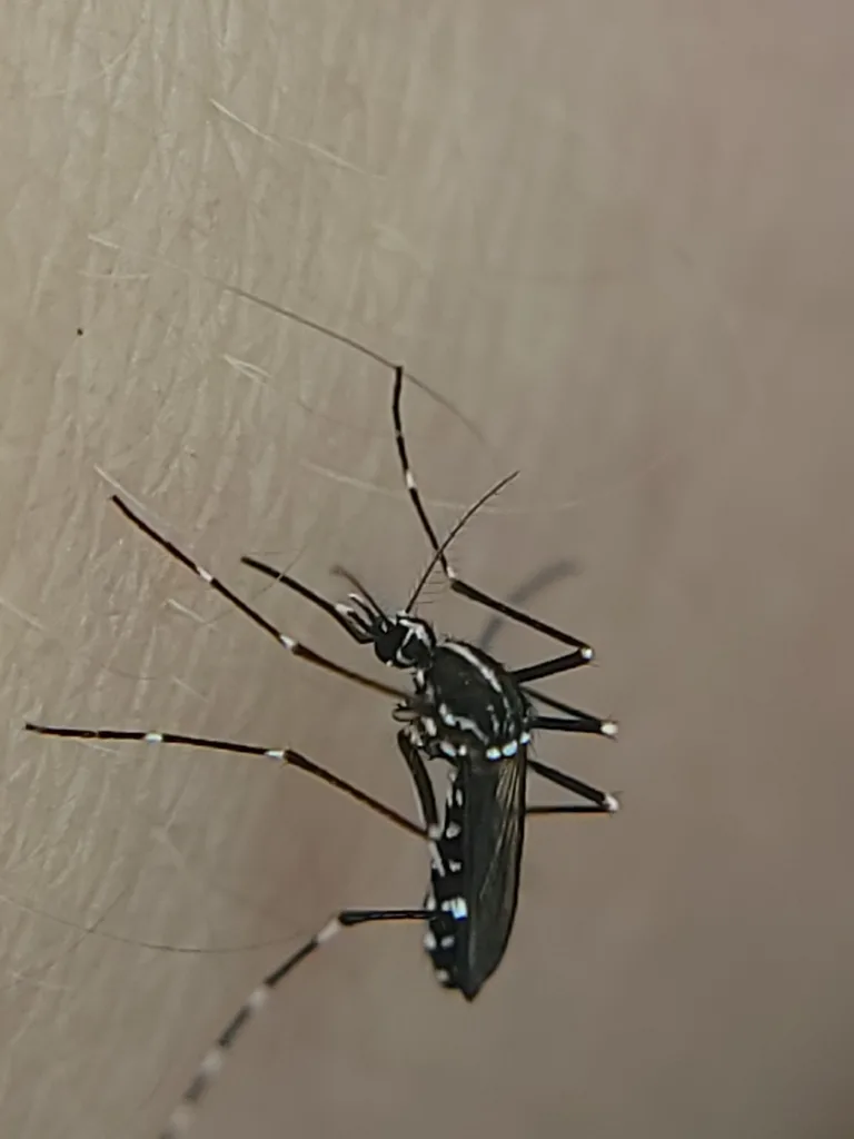 Asian tiger mosquito with black and white striped legs biting during the day in Olney, MD