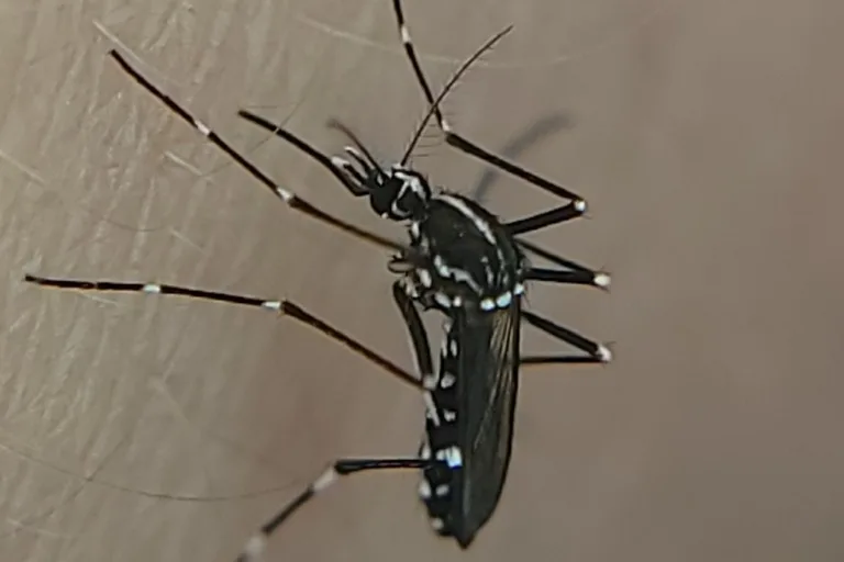 Black-and-white striped Asian tiger mosquito biting a person during the day in Olney, MD