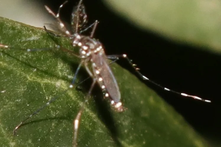 Asian tiger mosquito resting on the underside of a shaded leaf in an Olney, Maryland yard