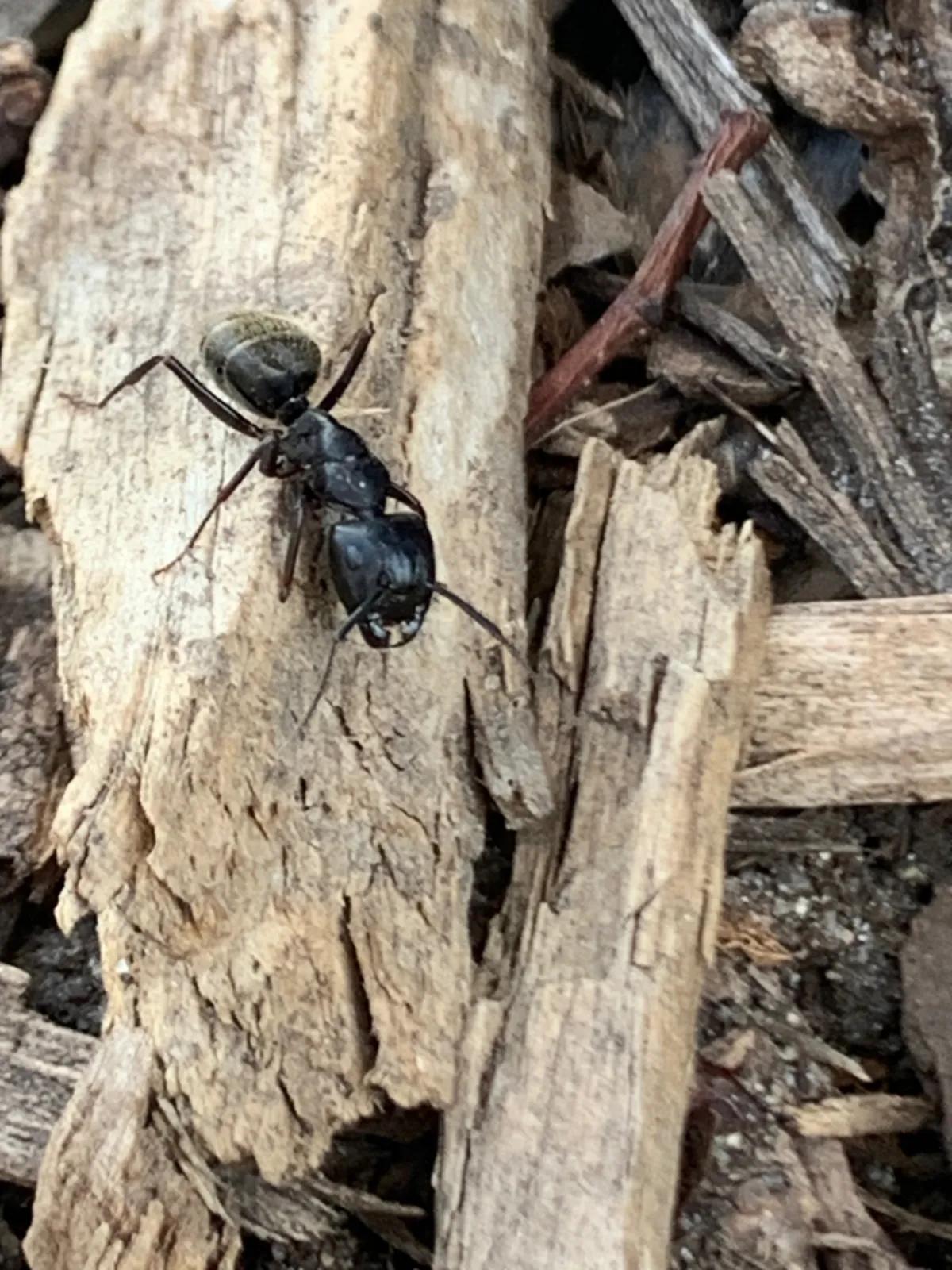 Black carpenter ant on split, weathered wood, the type of damp wood these ants nest in around Olney Maryland homes