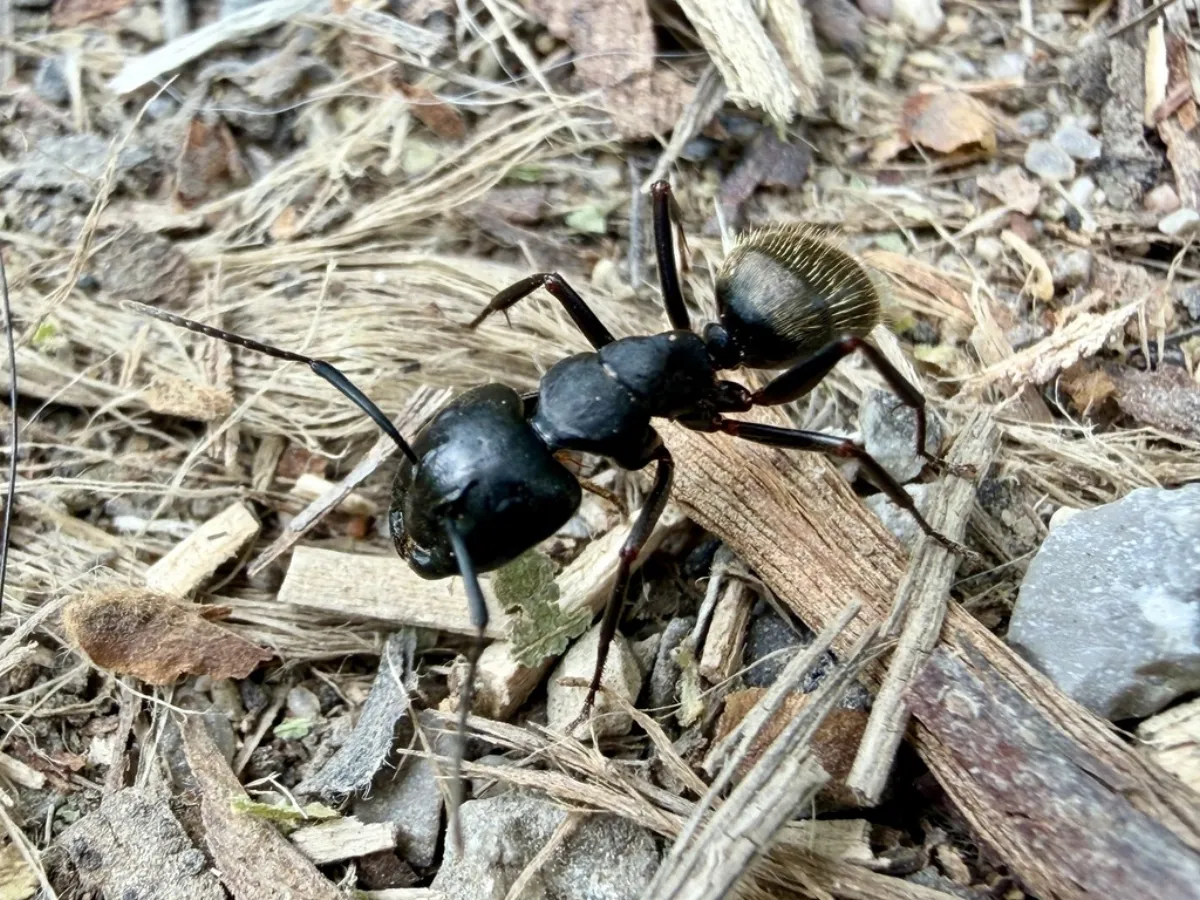 Large black carpenter ant crawling over wood chips and bark, the kind found in mulch beds around Olney Maryland homes