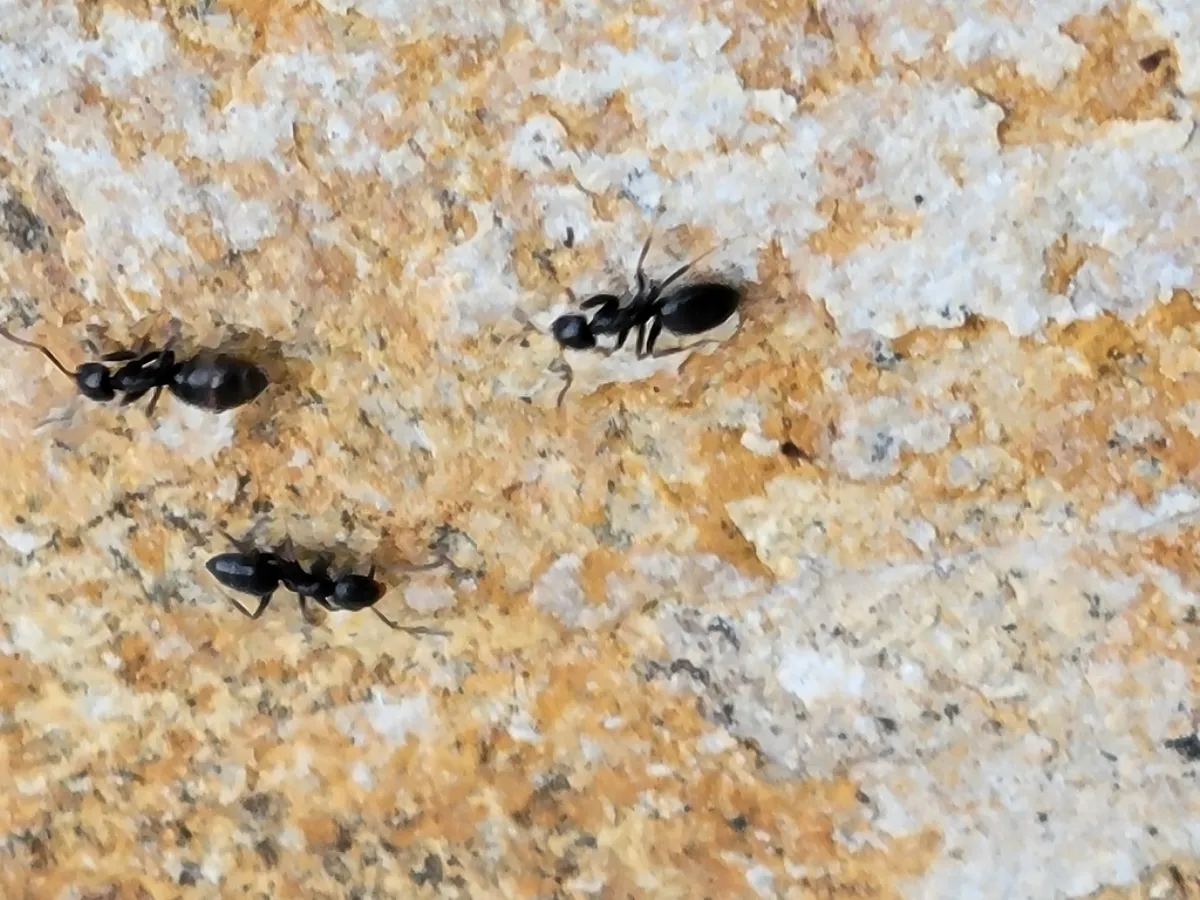 Odorous house ants crossing stone, the small trailing ant that gets into Olney Maryland kitchens and townhomes