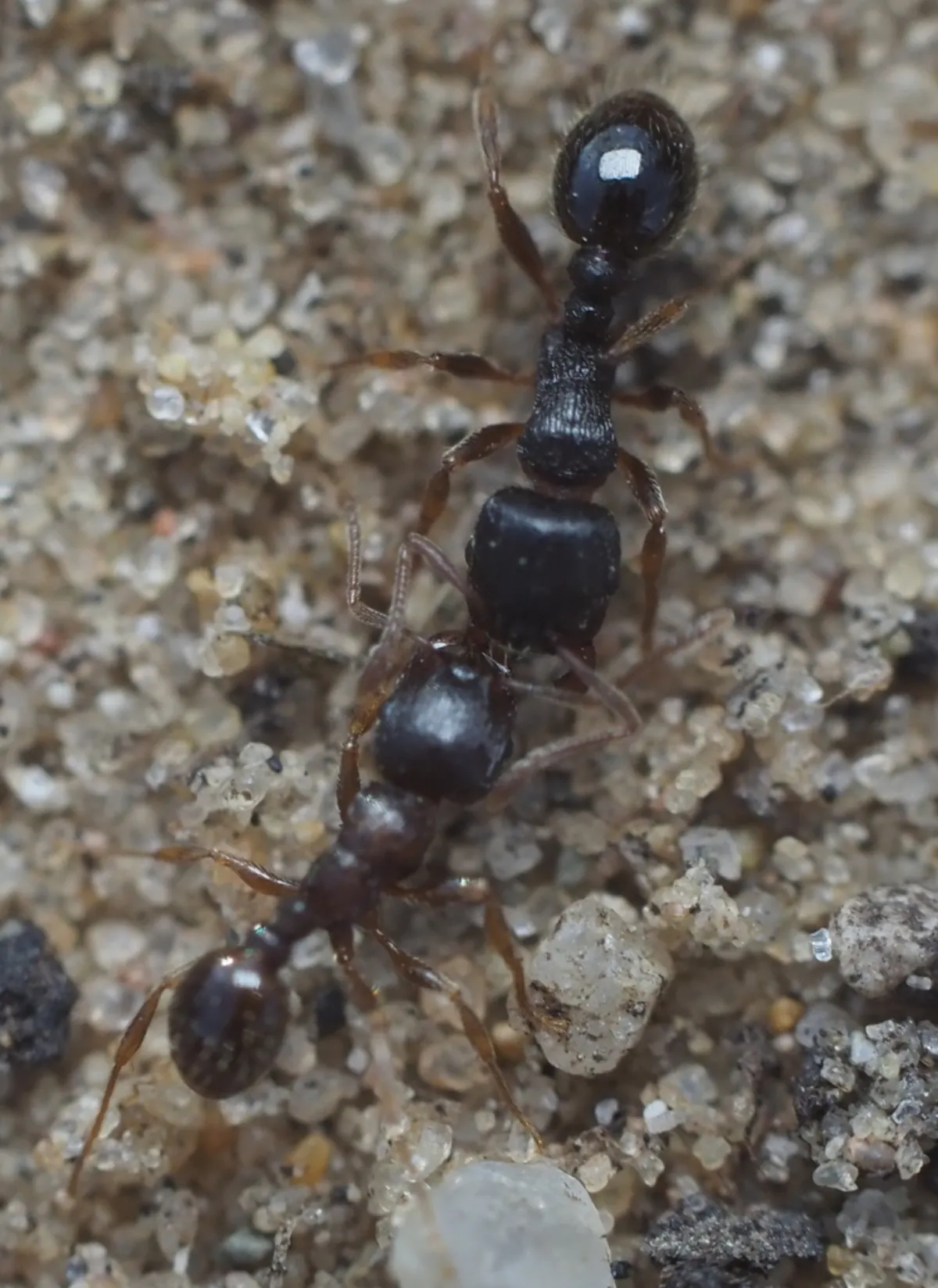 Pavement ant on sandy soil, the ant that leaves sand piles along Olney patios, driveways and basement slabs