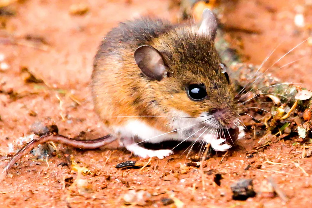 White-footed mouse with a white belly, white feet and large ears, the field mouse that moves into Olney homes in fall