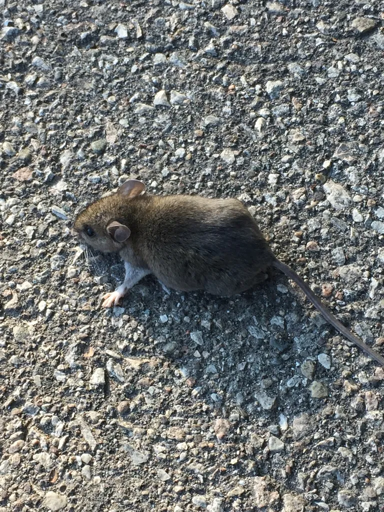 White-footed mouse on a gravel driveway at the edge of a rural Olney, Maryland property