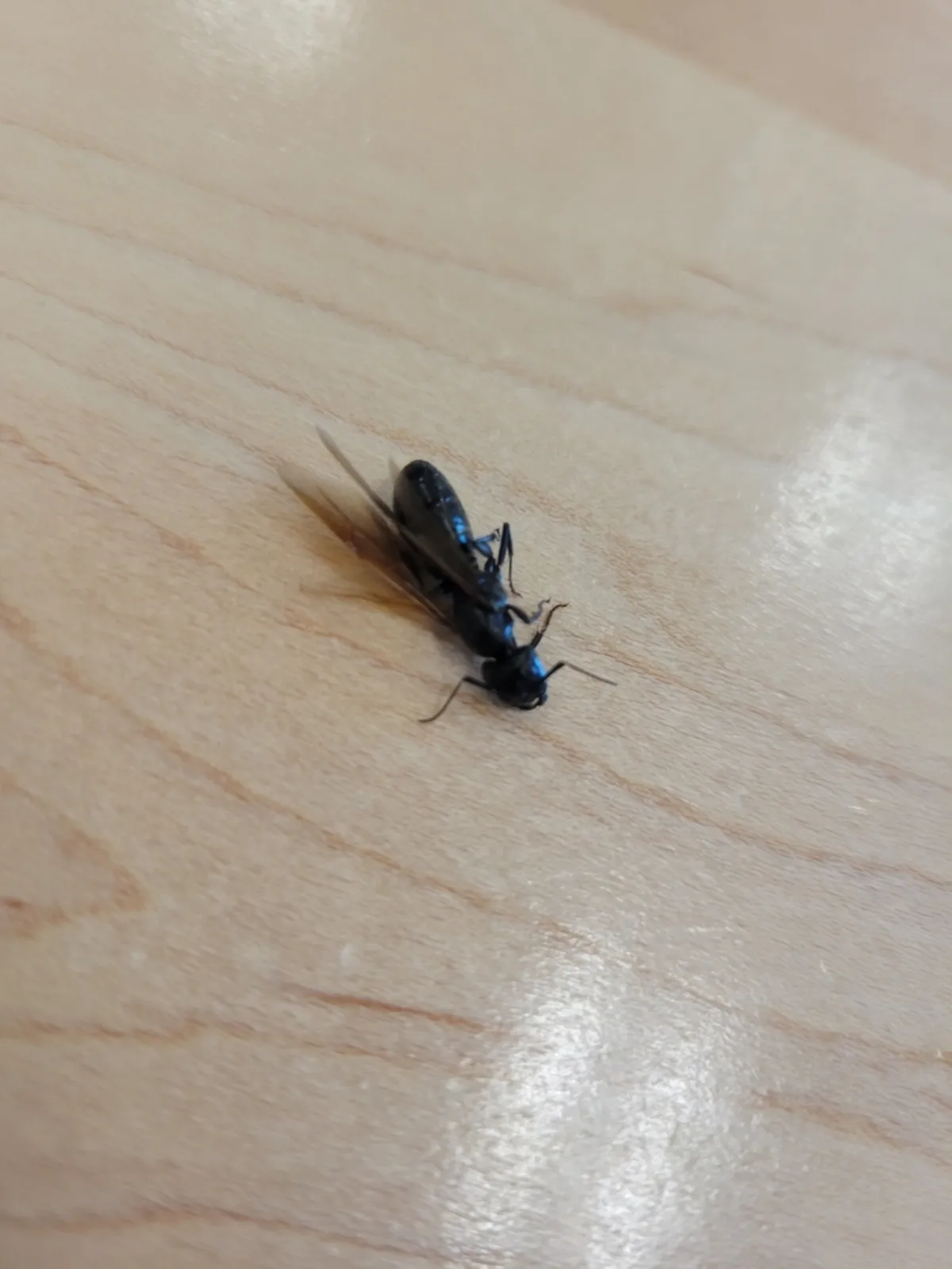 Winged carpenter ant resting on a wood surface inside a home, a late-winter warning sign for Olney Maryland homeowners