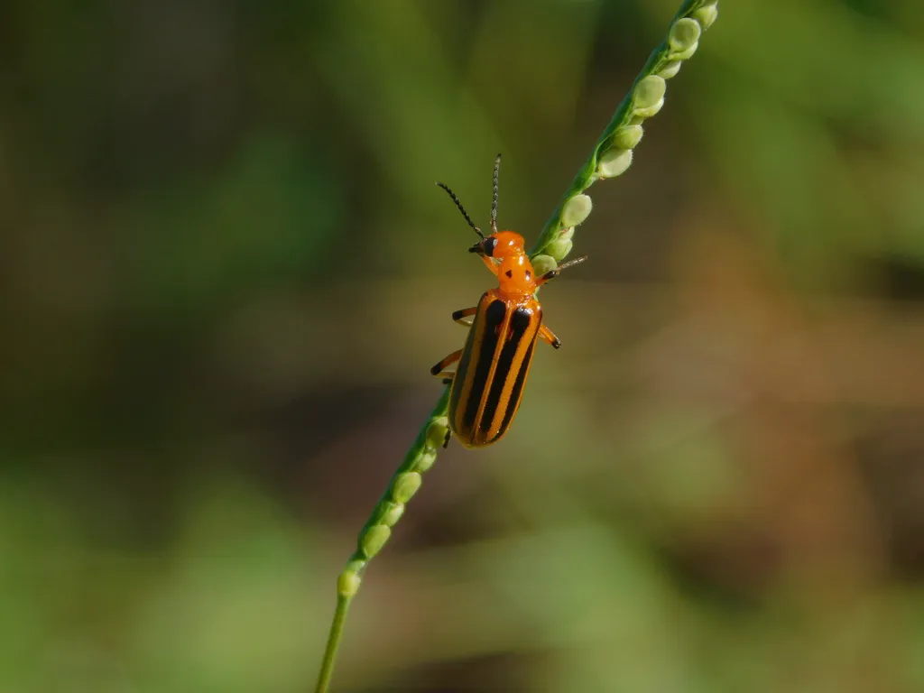 Orange and black striped blister beetle on a plant stem
