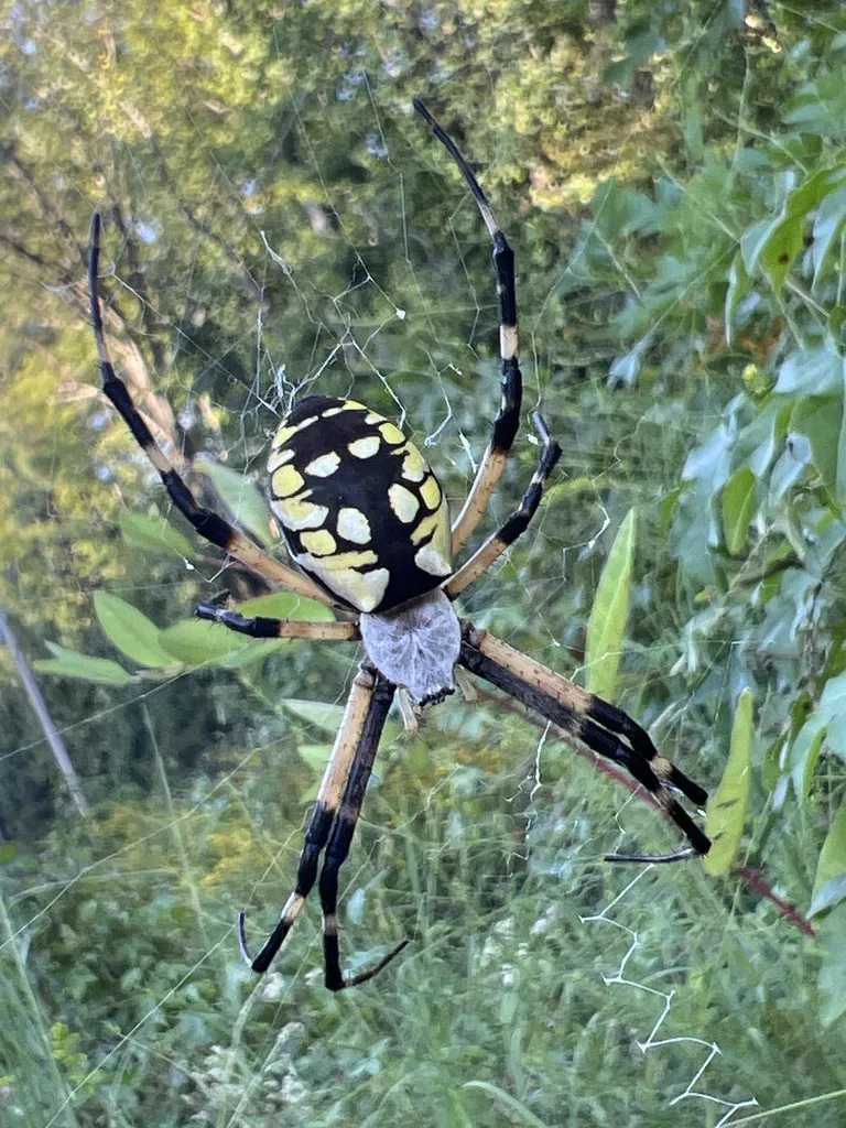 Yellow garden spider displaying characteristic black and yellow coloration on its web