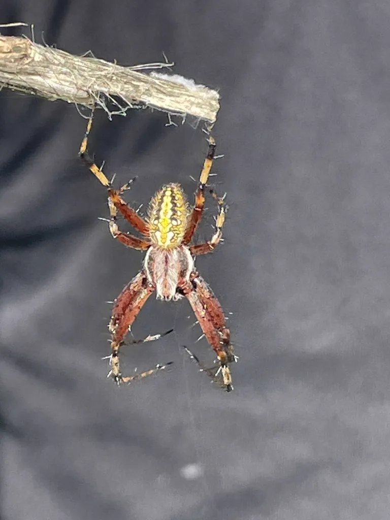 Colorful orb weaver spider showing variation in species appearance
