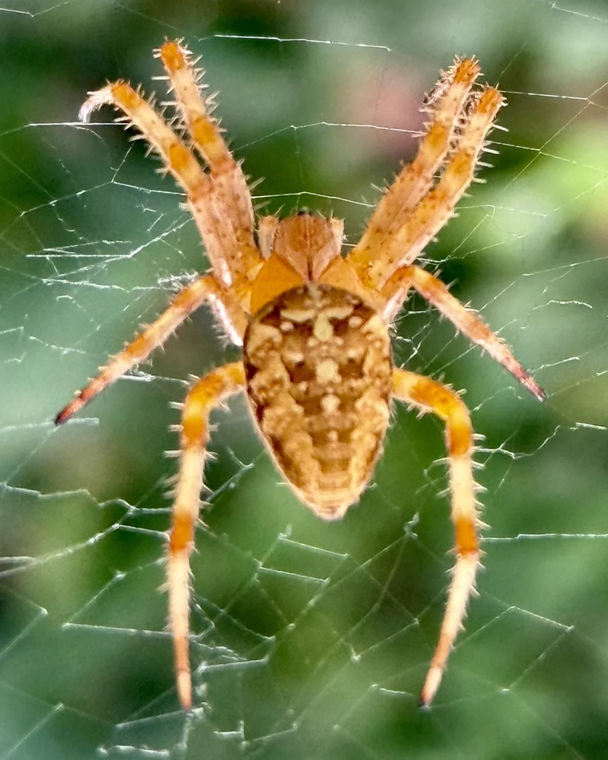 Cross orbweaver spider on web showing characteristic markings and all eight legs