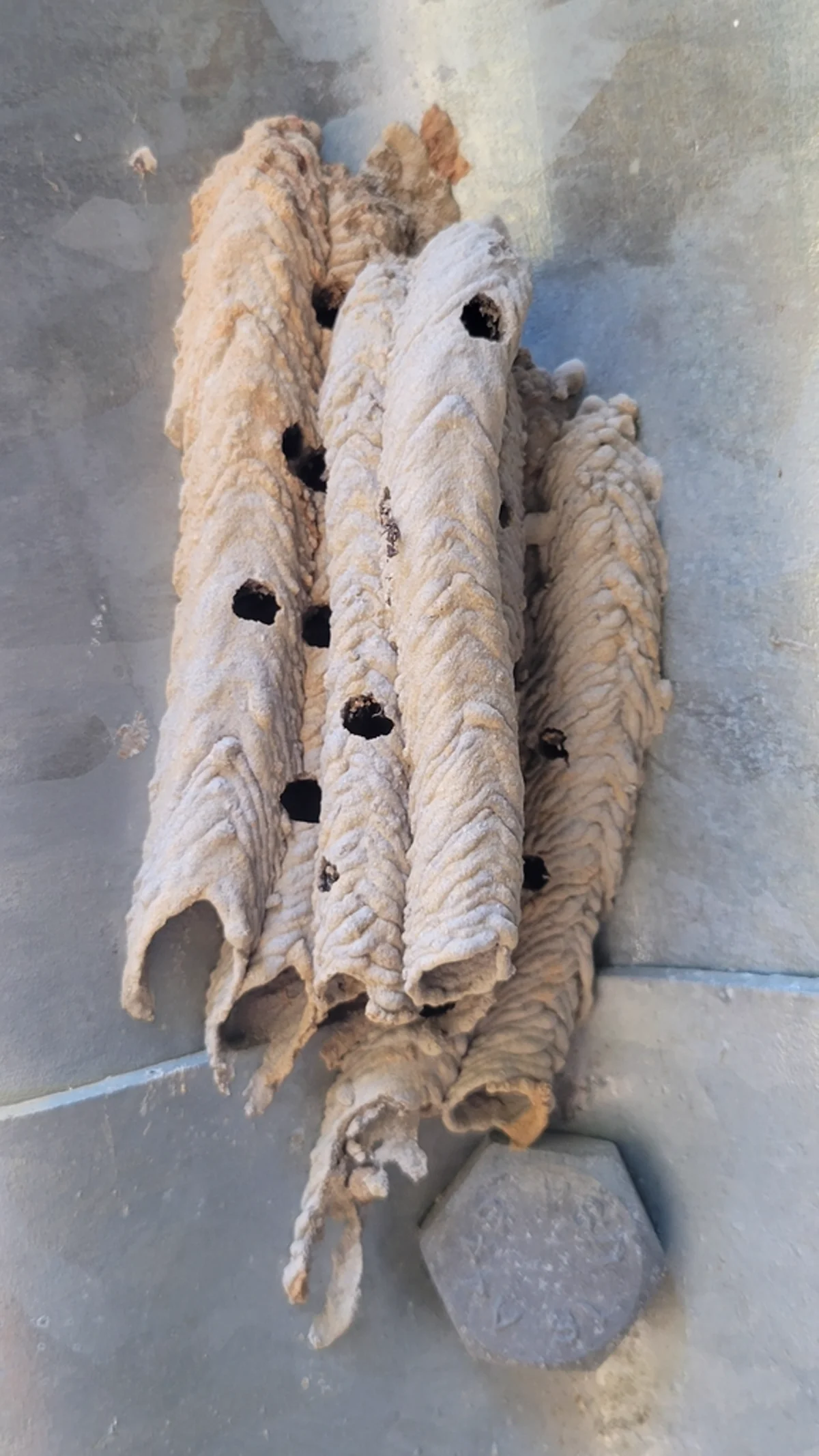 Organ pipe mud dauber nest showing characteristic parallel mud tubes on a wall