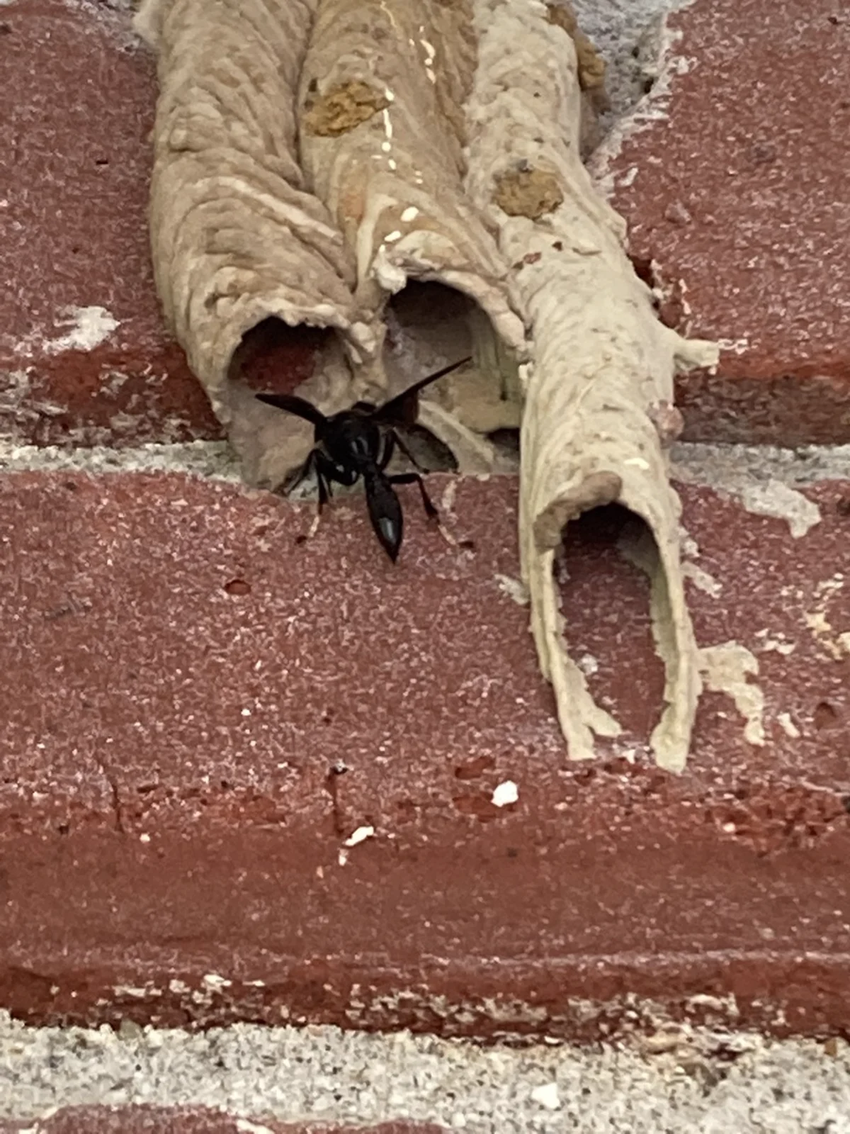Organ pipe mud dauber wasp at the entrance of its mud tube nest on brick