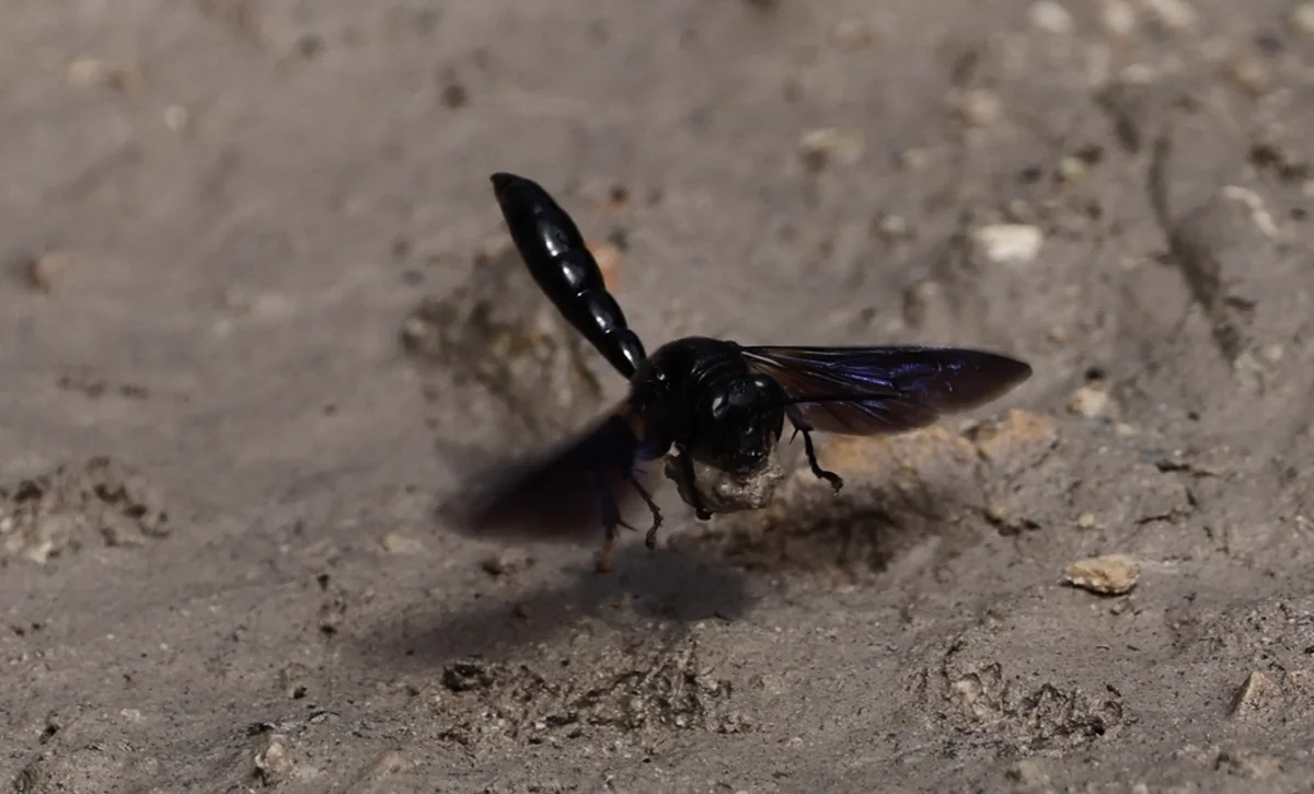 Organ pipe mud dauber wasp with wings extended on sandy ground