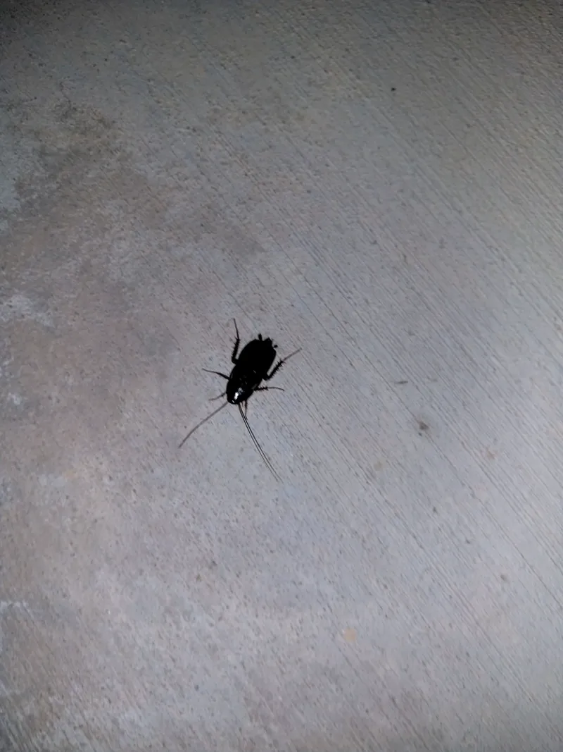 Shiny black Oriental cockroach on a surface